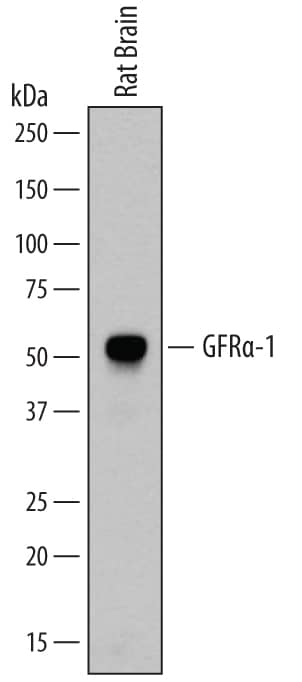 Western Blot GFR alpha-1/GDNF R alpha-1 Antibody [Unconjugated]