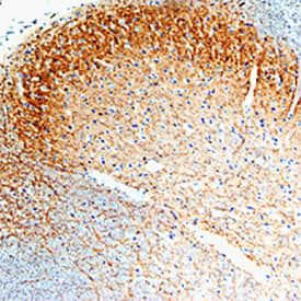 Immunohistochemistry GFR alpha-1/GDNF R alpha-1 Antibody [Unconjugated]
