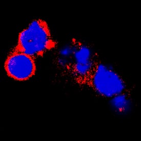 Immunocytochemistry GFR alpha-2/GDNF R alpha-2 Antibody [Unconjugated]