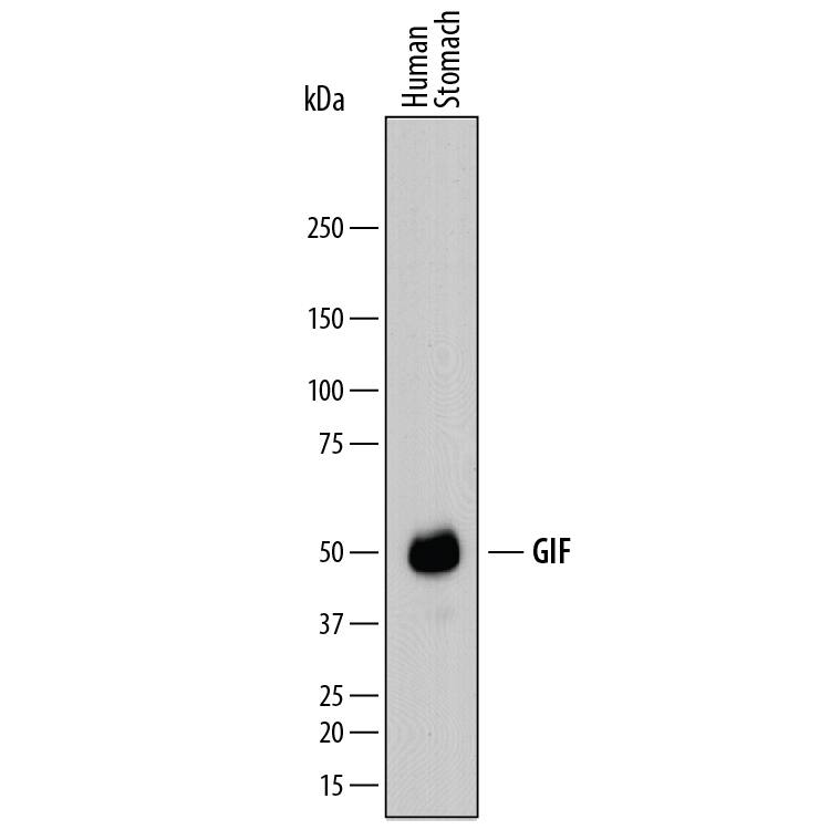 Western blot shows lysates of human stomach tissue. PVDF membrane was probed with 2 µg/mL of Sheep Anti-Human GIF Antigen Affinity-purified Polyclonal Antibody (Catalog # AF8060) followed by HRP-conjugated Anti-Sheep IgG Secondary Antibody (Catalog # HAF016). A specific band was detected for GIF at approx-imately 48-52 kDa (as indicated). This experiment was conducted under reducing conditions and using Immunoblot Buffer Group 1.