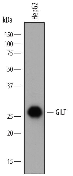 Western blot shows lysates of HepG2 human hepatocellular carcinoma cell line. PVDF membrane was probed with 0.5 µg/mL of Sheep Anti-Human GILT/IFI30 Antigen Affinity-purified Polyclonal Antibody (Catalog # AF7715) followed by HRP-conjugated Anti-Sheep IgG Secondary Antibody (Catalog # HAF016). A specific band was detected for GILT/IFI30 at approximately 25-30 kDa (as indicated). This experiment was conducted under reducing conditions and using Immunoblot Buffer Group 1.