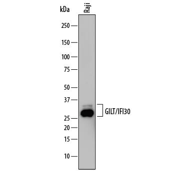 Western blot shows lysates of Raji human Burkitt's lymphoma cell line. PVDF membrane was probed with 1 µg/mL of Mouse Anti-Human GILT/IFI30 Monoclonal Antibody (Catalog # MAB7715) followed by HRP-conjugated Anti-Mouse IgG Secondary Antibody (Catalog # HAF018). Specific bands were detected for GILT/IFI30 at approximately 25-30 kDa (as indicated). This experiment was conducted under reducing conditions and using Immunoblot Buffer Group 1.