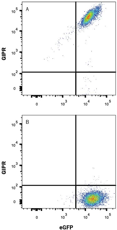 HEK293 human embryonic kidney cell line transfected with either (A) human GIPR or (B) irrelevant transfectants and eGFP was stained with Mouse Anti-Human GIPR PE-conjugated Monoclonal Antibody (Catalog # FAB8210P). Quadrant markers were set based on control antibody staining (Catalog # IC002P). View our protocol for Staining Membrane-associated Proteins.