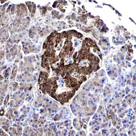 Immunohistochemistry GIPR Antibody (591853) [Unconjugated]