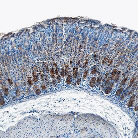 GIP was detected in immersion fixed paraffin-embedded sections of human stomach using Mouse Anti-Human GIP Monoclonal Antibody (Catalog # MAB8864) at 5 µg/mL overnight at 4 °C. Tissue was stained using the Anti-Mouse HRP-DAB Cell & Tissue Staining Kit (brown; Catalog # CTS002) and counterstained with hematoxylin (blue). Specific staining was localized to gastric glands. View our protocol for Chromogenic IHC Staining of Paraffin-embedded Tissue Sections.