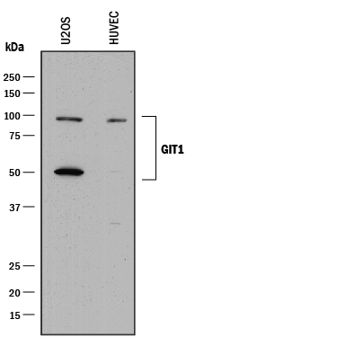 Western blot shows lysates of U2OS human osteosarcoma cell line and HUVEC human umbilical vein endothelial cells. PVDF membrane was probed with 0.025 µg/mL of Rabbit Anti-Human GIT1 Antigen Affinity-purified Polyclonal Antibody (Catalog # AF8508) followed by HRP-conjugated Anti-Rabbit IgG Secondary Antibody (Catalog # HAF008). Specific bands were detected for GIT1 at approximately 95 & 50 kDa (as indicated). This experiment was conducted under reducing conditions and using Immunoblot Buffer Group 1.