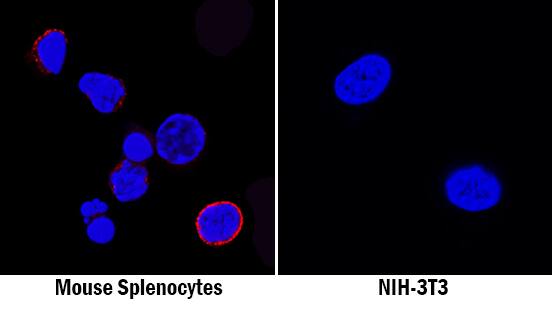 GITR/TNFRSF18 was detected in immersion fixed mouse splenocytes (left panel; positive staining) and NIH-3T3 mouse embryonic fibroblast cell line (right panel; negative staining) using Rabbit Anti-Mouse GITR/TNFRSF18 Monoclonal Antibody (Catalog # MAB52412) at 8 µg/mL for 3 hours at room temperature. Cells were stained using the NorthernLights™ 557-conjugated Anti-Rabbit IgG Secondary Antibody (red; Catalog # NL004) and counterstained with DAPI (blue). Specific staining was localized to cell surfaces. View our protocol for Fluorescent ICC Staining of Non-adherent Cells.