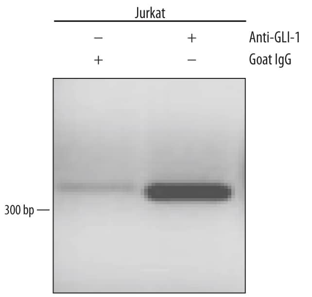 <b>Biological Strategies Validation. </b>Jurkat human acute T cell leukemia cell line treated with 50 ng/mL PMA and 200 ng/mL calcium ionomycin for 30 mintes were fixed using formaldehyde, resuspended in lysis buffer, and sonicated to shear chromatin. GLI-1/DNA complexes were immunoprecipitated using 5 µg Goat Anti-Human GLI-1 Antigen Affinity-purified Polyclonal Antibody (Catalog # AF3324) or control antibody (Catalog # AB-108-C) for 15 minutes in an ultrasonic bath, followed by Biotinylated Anti-Goat IgG Secondary Antibody (Catalog # BAF109). Immunocomplexes were captured using 50 µL of MagCellect Streptavidin Ferrofluid (Catalog # MAG999) and DNA was purified using chelating resin solution. TheBcl-2promoter was detected by standard PCR.
