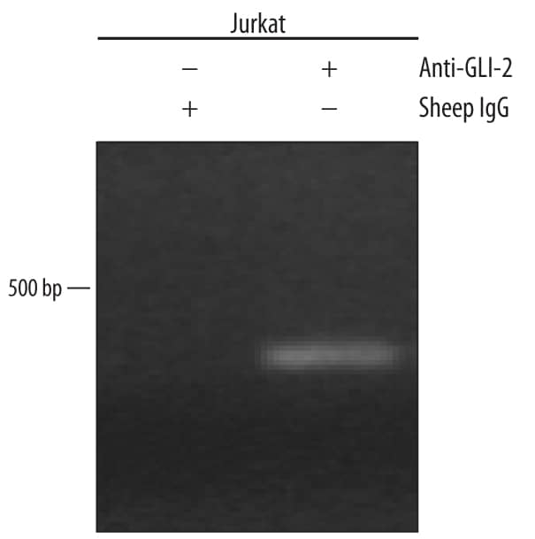 Jurkat human acute T cell leukemia cell line treated with 50 ng/mL PMA and 200 ng/mL calcium ionomycin for 30 minutes was fixed using formaldehyde, resuspended in lysis buffer, and sonicated to shear chromatin. GLI-2/DNA complexes were immunoprecipitated using 5 µg Sheep Anti-Human GLI-2 Antigen Affinity-purified Polyclonal Antibody (Catalog # AF3526) or control antibody (Catalog # 5-001-A) for 15 minutes in an ultrasonic bath, followed by Biotinylated Anti-Sheep IgG Secondary Antibody (Catalog # [[catalogNumber:BAF016).Immunocomplexes were captured using 50 µL of MagCellect Streptavidin Ferrofluid (Catalog # [[catalogNumber:MAG999) and DNA was purified using chelating resin solution. Thebcl-2promoter was detected by standard PCR.