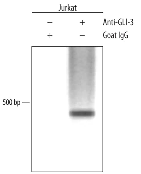 Chromatin Immunoprecipitation (ChIP) GLI-3 Antibody