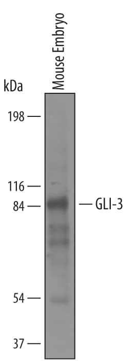 Western Blot GLI-3 Antibody