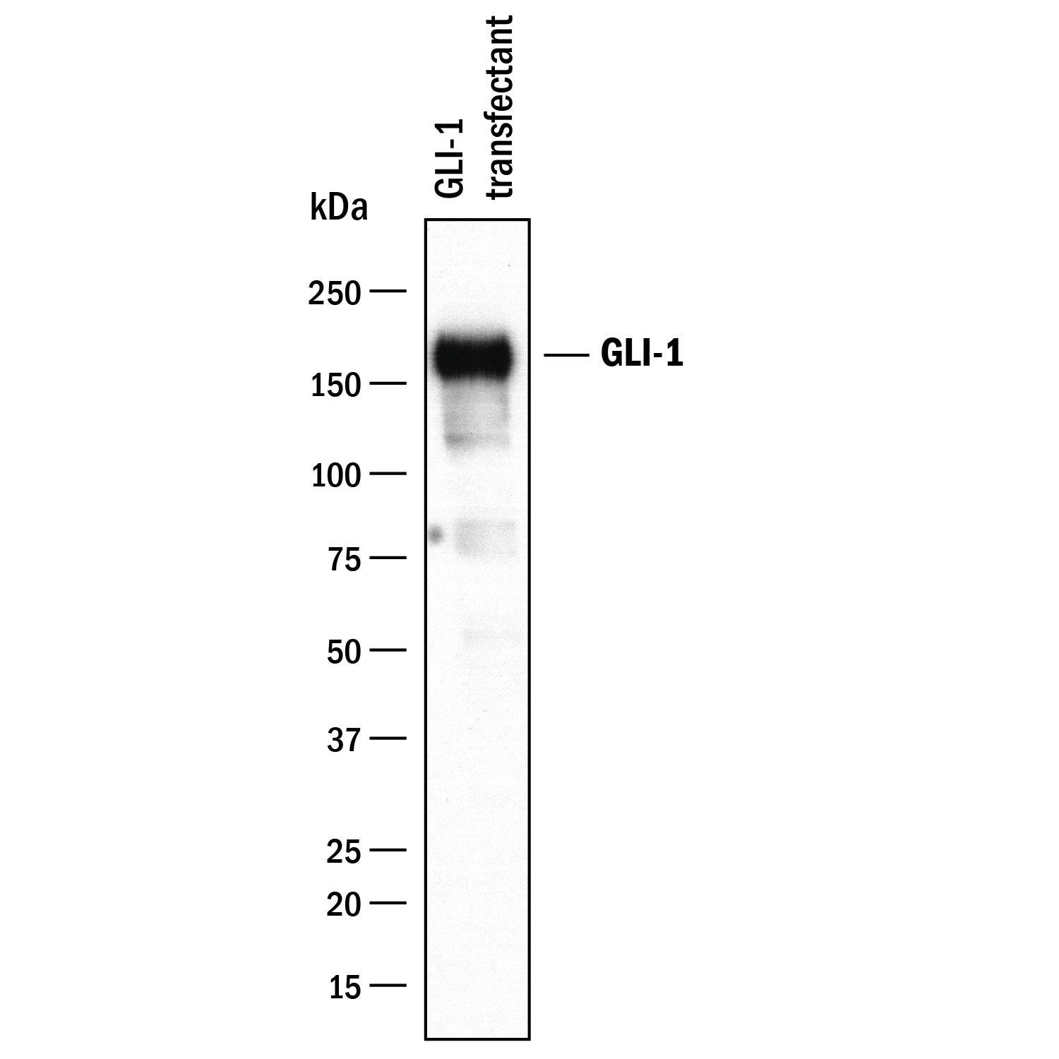 Western blot shows lysates of HEK293 human embryonic kidney cell line transfected with human GLI-1. PVDF membrane was probed with 1 µg/mL of Goat Anti-Human GLI-1 Antigen Affinity-purified Polyclonal Antibody (Catalog # AF3324) followed by HRP-conjugated Anti-Goat IgG Secondary Antibody (Catalog # HAF017). A specific band was detected for GLI-1 at approximately 165 kDa (as indicated). This experiment was conducted under reducing conditions and using Immunoblot Buffer Group 1.