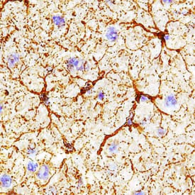 Immunohistochemistry GLUD1/GLUD2 Antibody (848209) [Unconjugated]