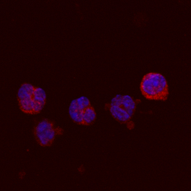 Immunocytochemistry GM-CSF Antibody (3209) [Unconjugated]