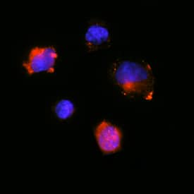 GM-CSF was detected in immersion fixed rat splenocytes using Rat GM-CSF Monoclonal Antibody (Catalog # MAB5181) at 25 µg/mL for 3 hours at room temperature. Cells were stained using the NorthernLights™ 557-conjugated Anti-Mouse IgG Secondary Antibody (red; Catalog # NL007) and counterstained with DAPI (blue). Specific staining was localized to cytoplasm. View our protocol for Fluorescent ICC Staining of Non-adherent Cells.