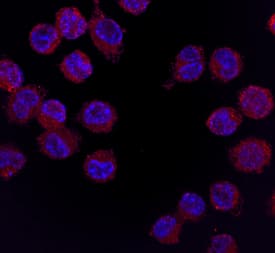 Immunocytochemistry GM-CSFR alpha Antibody (698423) [Unconjugated]