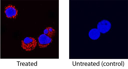 <b>Biological Strategies Validation. </b>GM-CSF was detected in immersion fixed canine peripheral blood mononuclear cells (PBMCs) treated with Calcium Ionomycin and PMA using Goat Anti-Canine GM-CSF Antigen Affinity-purified Polyclonal Antibody (Catalog # AF1546) at 15 µg/mL for 3 hours at room temperature. Cells were stained using the NorthernLights™ 557-conjugated Anti-Goat IgG Secondary Antibody (red; Catalog # NL001) and counterstained with DAPI (blue). Specific staining was localized to cytoplasm. View our protocol for Fluorescent ICC Staining of Non-adherent Cells.