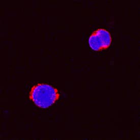 GM-CSF was detected in immersion fixed canine peripheral blood mononuclear cells (PBMCs) stimulated with calcium ionomycin and PMA using Goat Anti-Canine GM-CSF Biotinylated Antigen Affinity-purified Polyclonal Antibody (Catalog # BAF1546) at 15 µg/mL for 3 hours at room temperature. Cells were stained using the NorthernLights™ 557-conjugated Streptavidin (red; Catalog # NL999) and counterstained with DAPI (blue). Specific staining was localized to cytoplasm. View our protocol for Fluorescent ICC Staining of Non-adherent Cells.