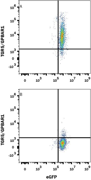 HEK293 human embryonic kidney cell line transfected with (A) human TGR5/GPBAR1 or (B) irrelevant protein, and eGFP was stained with Mouse Anti-Human TGR5/GPBAR1 Monoclonal Antibody (Catalog # MAB4286) followed by Phycoerythrin-conjugated Anti-Mouse IgG F(ab')2Secondary Antibody (Catalog # F0102B). Quadrant markers were set based on Mouse IgG2BIsotype Control (Catalog # MAB0041). View our protocol for Staining Membrane-associated Proteins.