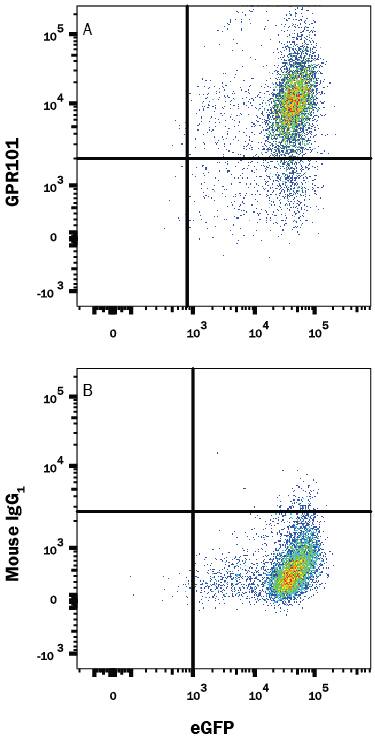 HEK293 human embryonic kidney cell line transfected with human GPR101 and eGFP was stained with either (A) Mouse Anti-Human GPR101 Alexa Fluor® 647-conjugated Monoclonal Antibody (Catalog # FAB7495R) or (B) Mouse IgG1Alexa Fluor 647 Isotype Control (Catalog # IC002R). View our protocol for Staining Membrane-associated Proteins.