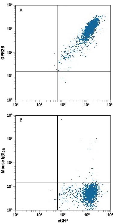 Flow Cytometry GPR26 Antibody (891318)