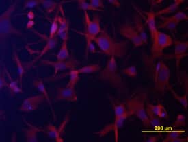 Immunocytochemistry GPR34 Antibody (419859) [Unconjugated]