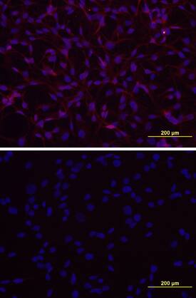 GPR50 was detected in immersion fixed A172 human glioblastoma cell line using 10 &micro;g/mL Mouse Anti-Human GPR50 Monoclonal Antibody (Catalog # MAB4645) for 3 hours at room temperature. Cells were stained with the NorthernLights&trade; 557-conjugated Anti-Mouse IgG Secondary Antibody (red, upper panel; Catalog # NL007) and counterstained with DAPI (blue, lower panel). View our protocol for Fluorescent ICC Staining of Cells on Coverslips.
