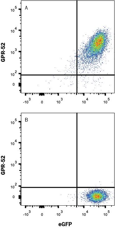 HEK293 human embryonic kidney cell line transfected with either (A) human GPR52 or (B) irrelevant protein, and eGFP was stained with Mouse Anti-Human GPR52 Monoclonal Antibody (Catalog # MAB10357) followed by Allophycocyanin-conjugated Anti-Mouse IgG Secondary Antibody (Catalog # F0101B). Quadrant markers were set based on isotype control antibody (Catalog # MAB0041, data not shown). View our protocol for Staining Membrane-associated Proteins.
