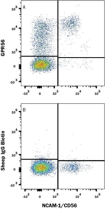 Human peripheral blood lymphocytes were stained with (A) Sheep Anti-Human GPR56 Biotinylated Affinity-purified Polyclonal Antibody (Catalog # BAF4634) or (B) control antibody (Catalog # BAF020), followed by Phycoerythrin-conjugated Streptavidin (Catalog # F0040) and Mouse anti-Human CD56 APC-conjugated monoclonal antibody (Catalog # FAB2408A). View our protocol for Staining Membrane-associated Proteins.