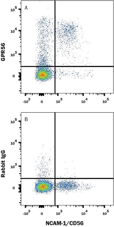Human peripheral blood cells were stained with (A) Rabbit Anti-Human GPR56 Monoclonal Antibody (Catalog # MAB46361) or (B) Rabbit IgG isotype control antibody (Catalog # MAB1050) followed by APC-conjugated Anti-Rabbit IgG Secondary Antibody (Catalog # F0111) and Mouse anti-Human CD56 PE-conjugated monoclonal antibody (Catalog # FAB2408P). View our protocol for Staining Membrane-associated Proteins.