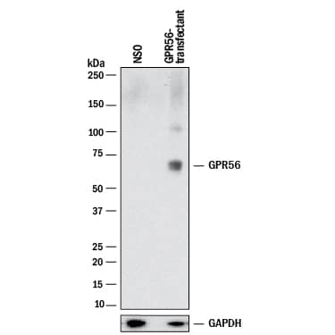 Western blot shows lysates of NS0 mouse myeloma cell line either mock transfected or transfected with human GPR56. PVDF membrane was probed with 2 µg/mL of Rabbit Anti-Human GPR56 Monoclonal Antibody (Catalog # MAB46361) followed by HRP-conjugated Anti-Rabbit IgG Secondary Antibody (Catalog # HAF008). A specific band was detected for GPR56 at approximately 75 kDa (as indicated). GAPDH (Catalog # AF5718) is shown as a loading control.This experiment was conducted under reducing conditions and using Immunoblot Buffer Group 1.
