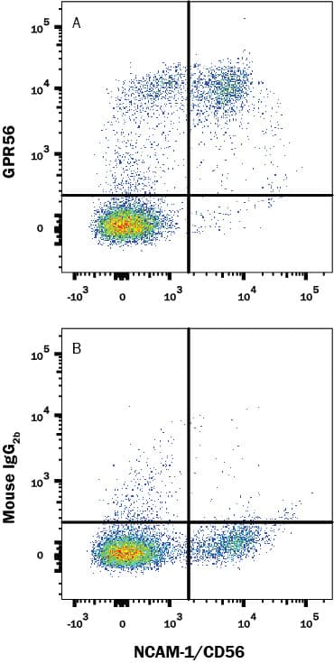 Human peripheral blood cells were stained with (A) Mouse Anti-Human CD56 Monoclonal Antibody (Catalog # MAB4636) or (B) Mouse IgG2B isotype control antibody (Catalog # MAB0041) followed by APC-conjugated Anti-Mouse IgG Secondary Antibody (Catalog # F0101B) and Mouse anti-Human CD56 PE-conjugated monoclonal antibody (Catalog # FAB2408P). View our protocol for Staining Membrane-associated Proteins.
