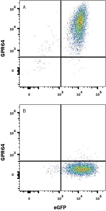 HEK293 human embryonic kidney cell line transfected with (A) Human GPR64 or (B) Human GPR75 and eGFP was stained with Sheep Anti-Human GPR64 Affinity-Purified Polyclonal Antibody (Catalog # AF7977) followed by Allophycocyanin-conjugated Anti-Sheep IgG Secondary Antibody (Catalog # F0127). Quadrant markers were set based on control antibody staining (Catalog # 5-001-A). View our protocol for Staining Membrane-associated Proteins.