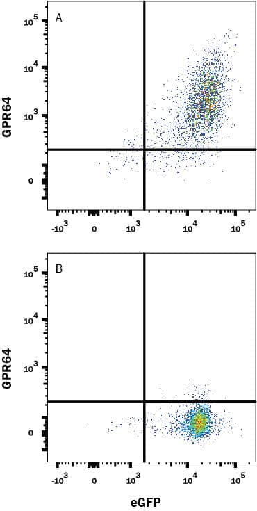 HEK293 human embryonic kidney cell line transfected with (A) human GPR64 or (B) irrelevant transfectants and eGFP was stained with Mouse Anti-Human GPR64 Monoclonal Antibody (Catalog # MAB79771) followed by APC-conjugated Anti-Mouse IgG Secondary Antibody (Catalog # F0101B). Quadrant markers were set based on control antibody staining (Catalog # MAB002). View our protocol for Staining Membrane-associated Proteins.