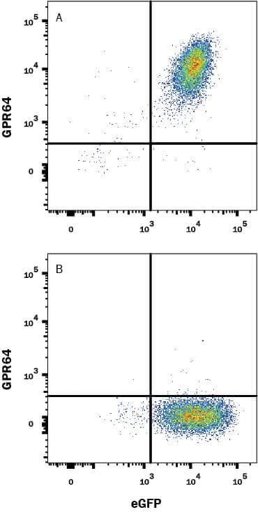 HEK293 human embryonic kidney cell line transfected with (A) Human GPR64 or (B) Human GPR75 (irrelevant control) and eGFP was stained with Mouse Anti-Human GPR64 Monoclonal Antibody (Catalog # MAB7977) followed by Allophycocyanin-conjugated Anti-Mouse IgG Secondary Antibody (Catalog # F0101B). Quadrant markers were set based on control antibody staining (Catalog # MAB003). View our protocol for Staining Membrane-associated Proteins.