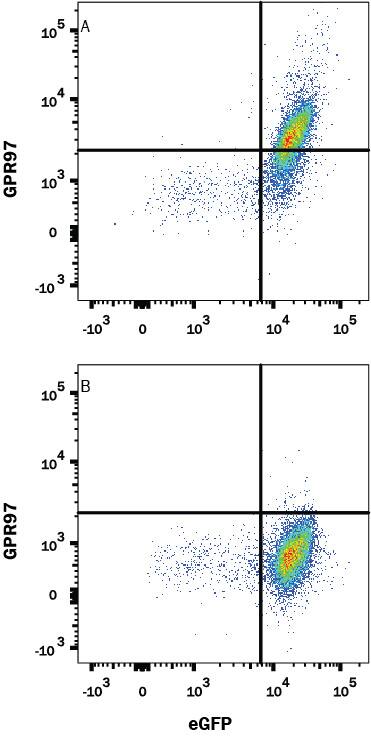 HEK293 human embryonic kidney cell line transfected with (A) GPR97 or (B) irrelevant protein, and eGFP were stained with Rabbit Anti-Human GPR97 PE-conjugated Monoclonal Antibody (Catalog # FAB10097P). Quadrant markers were set based Rabbit IgG Isotype Control Antibody staining (Catalog # IC1051P, data not shown). View our protocol for Staining Membrane-associated Proteins.