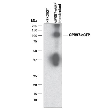 Western Blot GPR97 Antibody (2435C) [Unconjugated]
