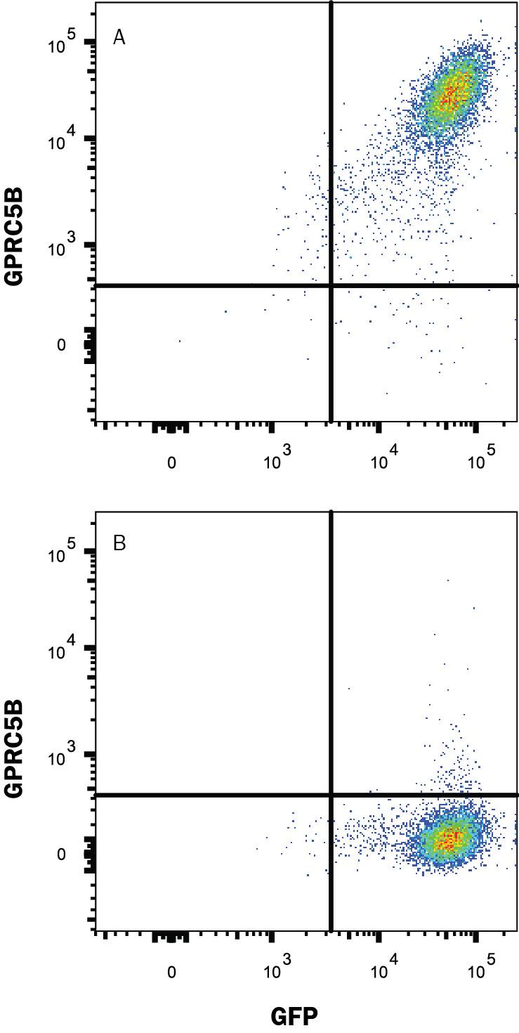 HEK293 human embryonic kidney cell line transfected with (A) GPRC5B or (B) irrelevant protein, and eGFP were stained with Mouse Anti-Human GPRC5B Monoclonal Antibody (Catalog # MAB10253) followed by Allophycocyanin-conjugated Anti-Mouse IgG Secondary Antibody (Catalog # F0101B). Quadrant markers were set based Mouse IgG1 Isotype Control Antibody staining (Catalog # MAB003, data not shown). View our protocol for Staining Membrane-associated Proteins.