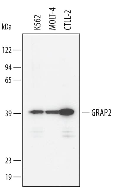 Western Blot GRAP2 Antibody