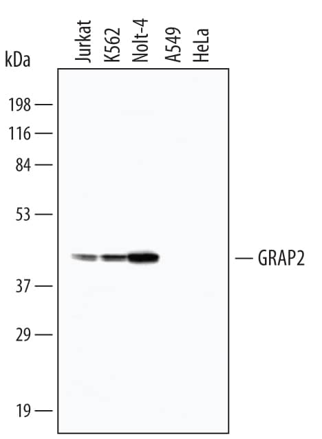 Western blot shows lysates of Jurkat human acute T cell leukemia cell line, K562 human chronic myelogenous leukemia cell line, MOLT-4 human acute lymphoblastic leukemia cell line, A549 human lung carcinoma cell line, and HeLa human cervical epithelial carcinoma cell line. PVDF membrane was probed with 1 µg/mL of Human GRAP2 Monoclonal Antibody (Catalog # MAB4640) followed by HRP-conjugated Anti-Mouse IgG Secondary Antibody (Catalog # HAF007). A specific band was detected for GRAP2 at approximately 40 kDa (as indicated). This experiment was conducted under reducing conditions and using Immunoblot Buffer Group 1.