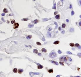 Immunohistochemistry GRB2 Antibody [Unconjugated]