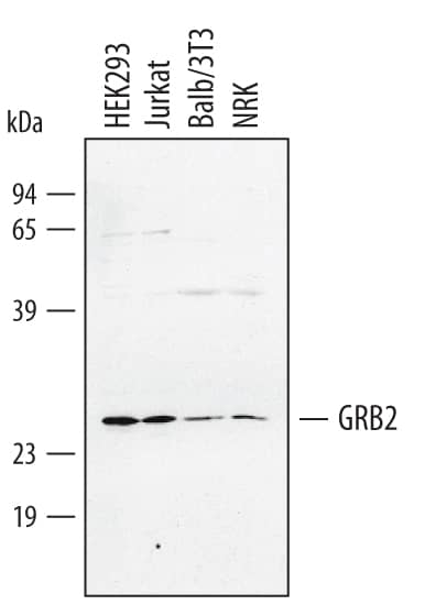 Western Blot GRB2 Antibody [Unconjugated]
