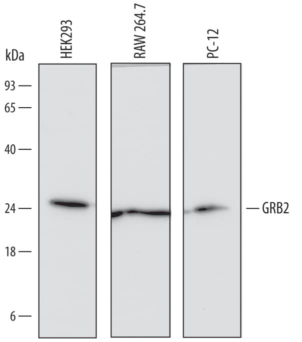 Western blot shows lysates of HEK293 human embryonic kidney cell line, RAW 264.7 mouse monocyte/macrophage cell line, and PC-12 rat adrenal pheochromocytoma cell line. PVDF Membrane was probed with 1 µg/mL of Human GRB2 (SH2 Domain) Monoclonal Antibody (Catalog # MAB38461) followed by HRP-conjugated Anti-Mouse IgG Secondary Antibody (Catalog # HAF007). A specific band was detected for GRB2 at approximately 25 kDa (as indicated). This experiment was conducted under reducing conditions and using Immunoblot Buffer Group 1.