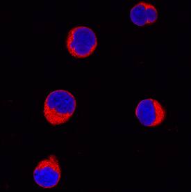 Immunocytochemistry GRK3 Antibody (497007) [Unconjugated]