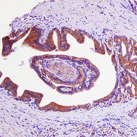 Immunohistochemistry GRK3 Antibody (497007) [Unconjugated]