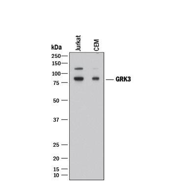 Western Blot GRK3 Antibody (497007) [Unconjugated]