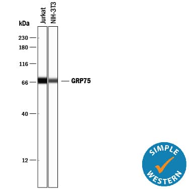 Simple Western lane view shows lysates of Jurkat human acute T cell leukemia cell line and NIH‑3T3 mouse embryonic fibroblast cell line, loaded at 0.2 mg/mL. A specific band was detected for GRP75/HSPA9B at approximately 70 kDa (as indicated) using 2.5 µg/mL of Mouse Anti-Human/Mouse/Rat GRP75/HSPA9B Monoclonal Antibody (Catalog # MAB3584). This experiment was conducted under reducing conditions and using the 12-230 kDa separation system.