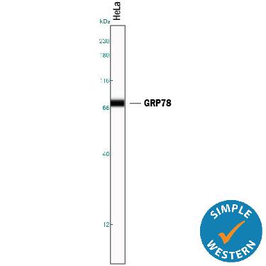 Simple Western lane view shows lysates of HeLa human cervical epithelial carcinoma cell line, loaded at 0.2 mg/mL. A specific band was detected for GRP78/HSPA5 at approximately 74 kDa (as indicated) using 5 µg/mL of Goat Anti-Human/Mouse/Rat GRP78/HSPA5 Antigen Affinity-purified Polyclonal Antibody (Catalog # AF4846) followed by 1:50 dilution of HRP-conjugated Anti-Goat IgG Secondary Antibody (Catalog # HAF109). This experiment was conducted under reducing conditions and using the 12-230 kDa separation system.