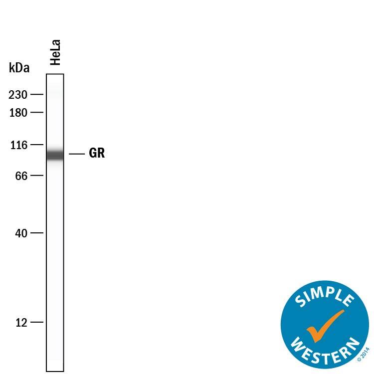 Simple Western lane view shows lysates of HeLa human cervical epithelial carcinoma cell line, loaded at 0.2 mg/mL. A specific band was detected for GR/NR3C1 at approximately 97 kDa (as indicated) using 20 µg/mL of Mouse Anti-Human/Rat GR/NR3C1 Monoclonal Antibody (Catalog # MAB10144) . This experiment was conducted under reducing conditions and using the 12-230 kDa separation system.