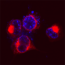 Immunocytochemistry GSAP Antibody
